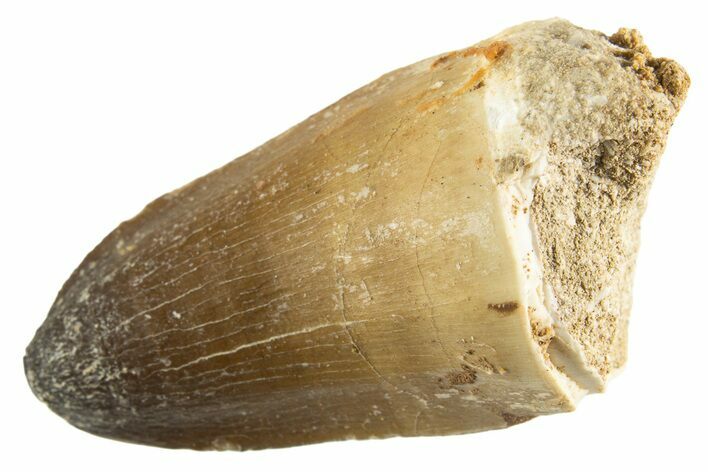 Fossil Mosasaur (Prognathodon currii) Tooth - Morocco #332935